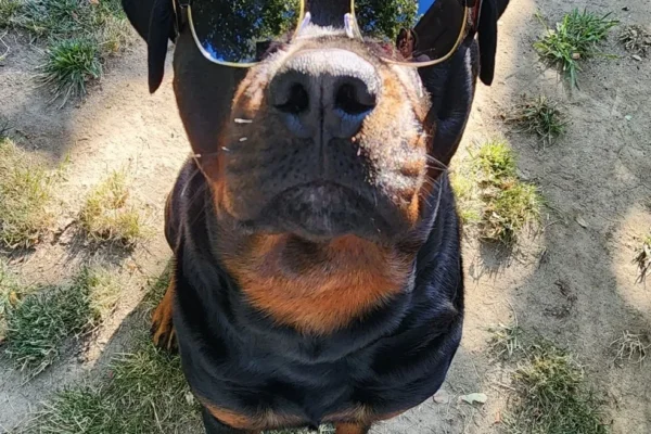 84GotRotts family pet6