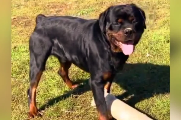 rs=w_1560,h_1560,cg_true