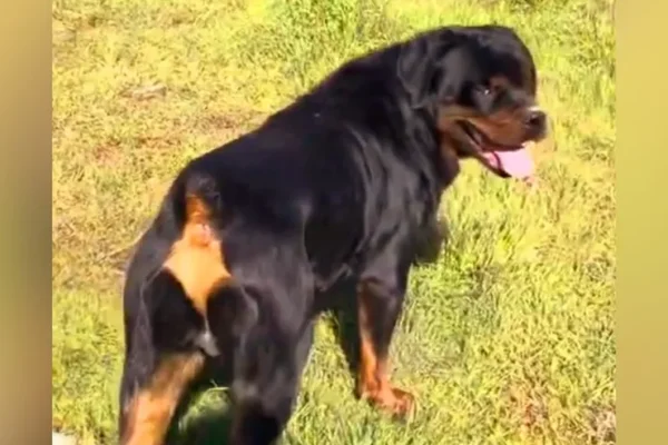 rs=w_740,cg_true (2)